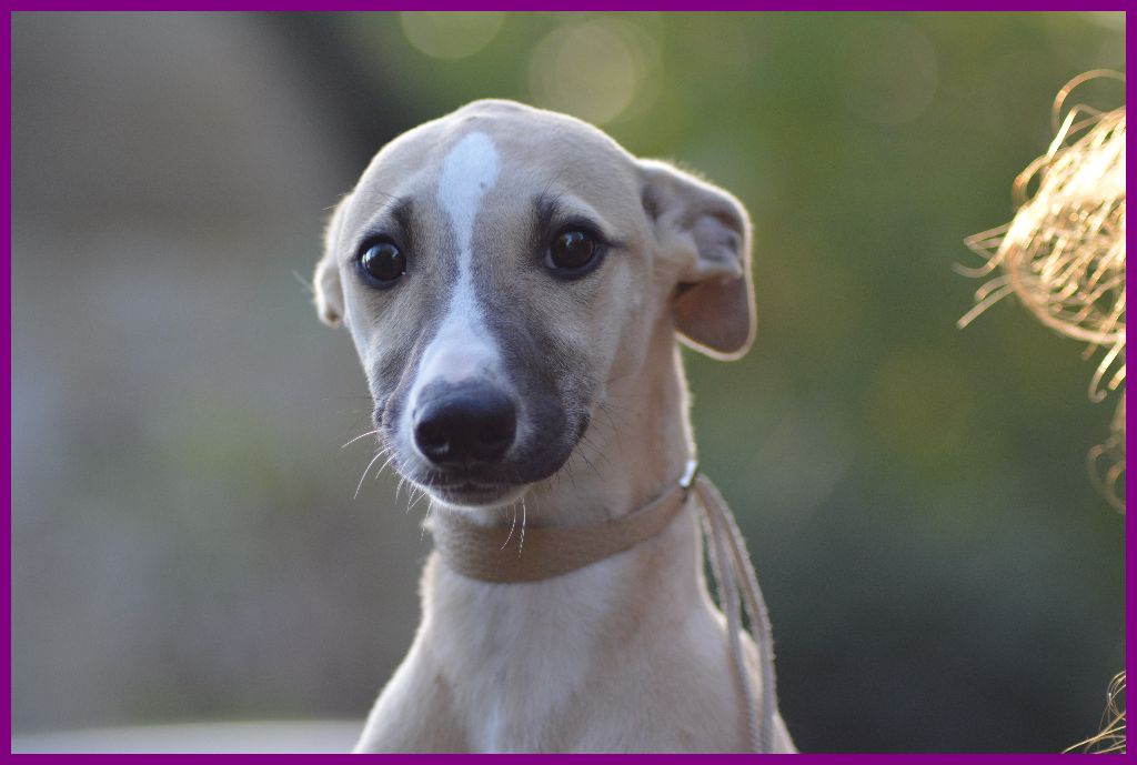 Corinne Lantais - Chiot disponible  - Whippet