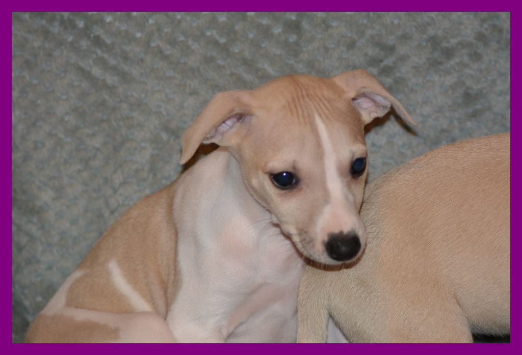 Corinne Lantais - Chiot disponible  - Whippet