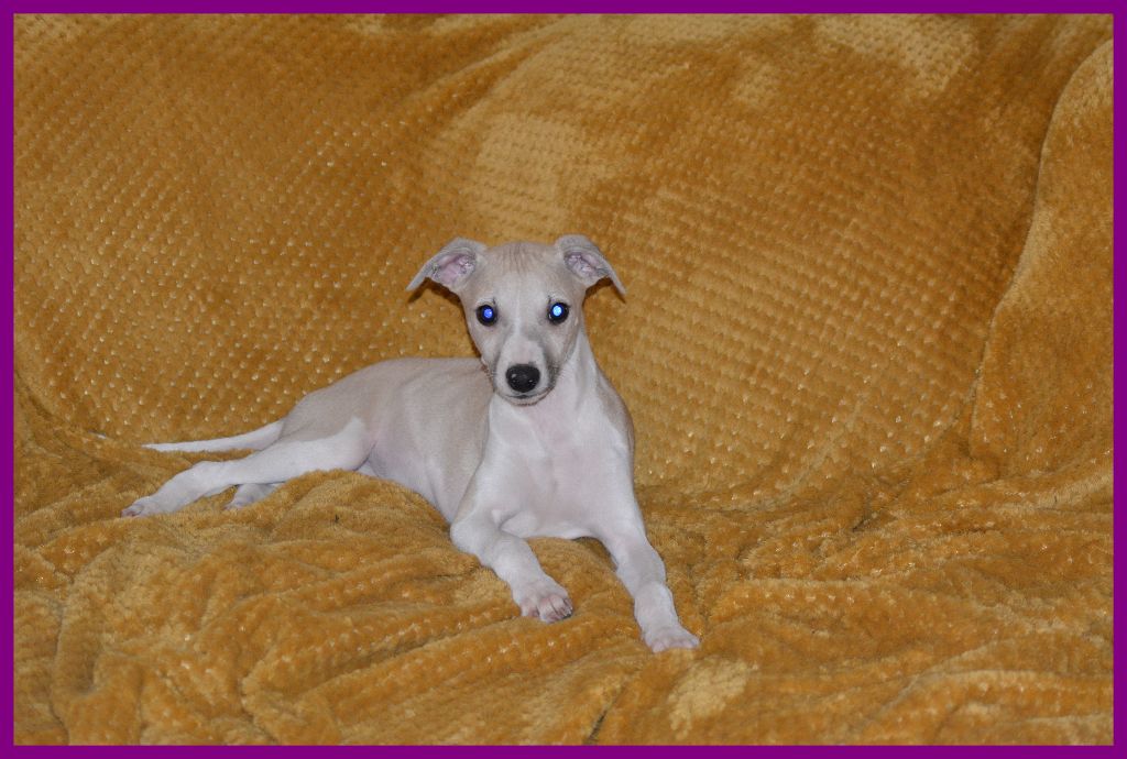 Corinne Lantais - Chiot disponible  - Whippet