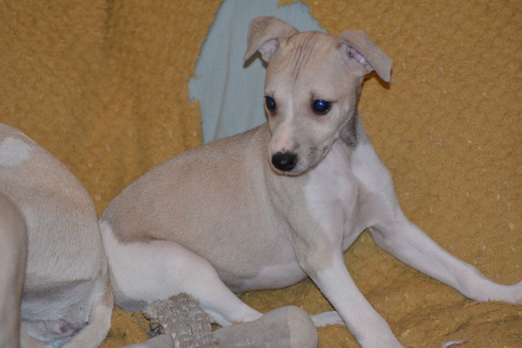 Corinne Lantais - Chiot disponible  - Whippet