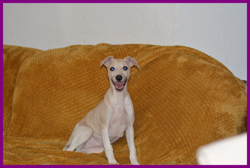 Corinne Lantais - Chiot disponible  - Whippet