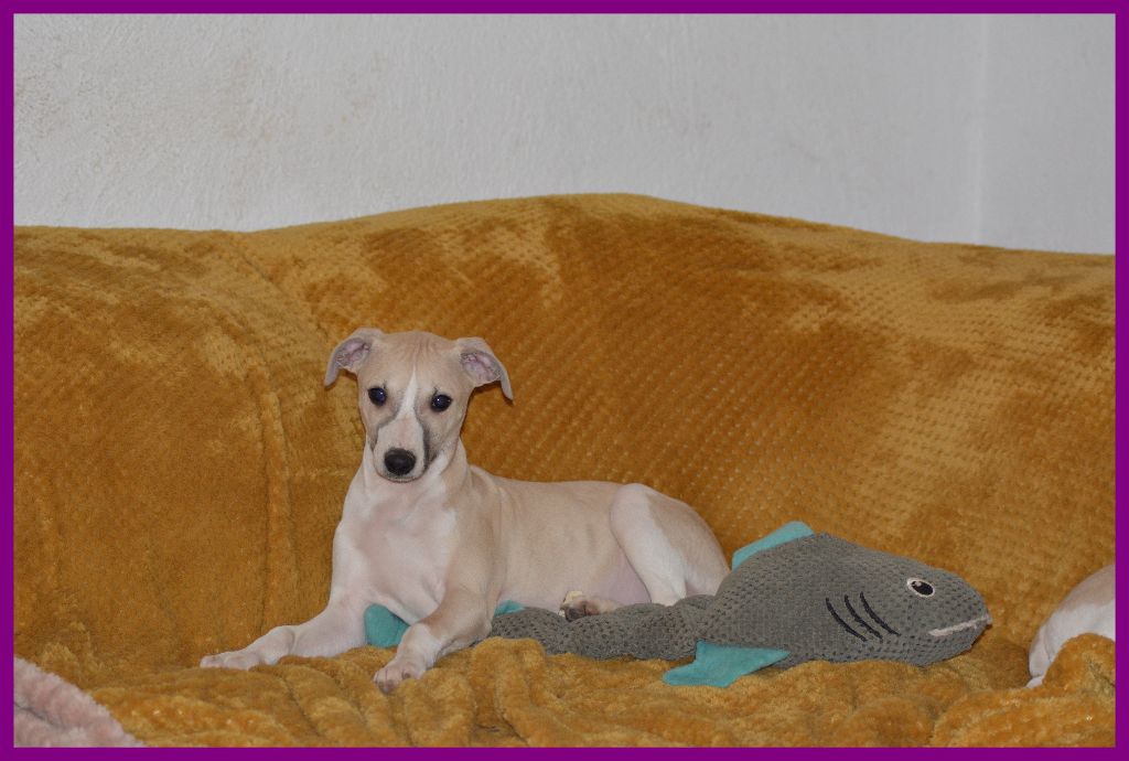 Corinne Lantais - Chiot disponible  - Whippet