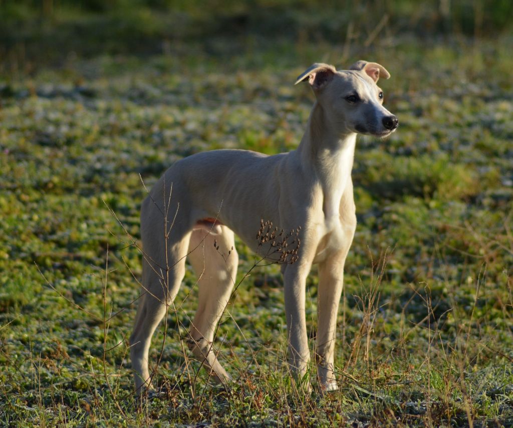 Corinne Lantais - Chiot disponible  - Whippet