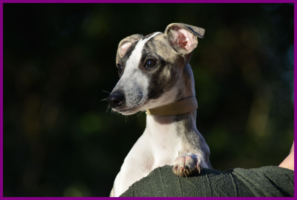 Corinne Lantais - Chiot disponible  - Whippet