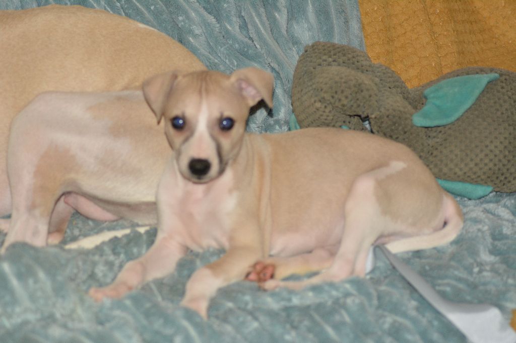 Corinne Lantais - Chiot disponible  - Whippet