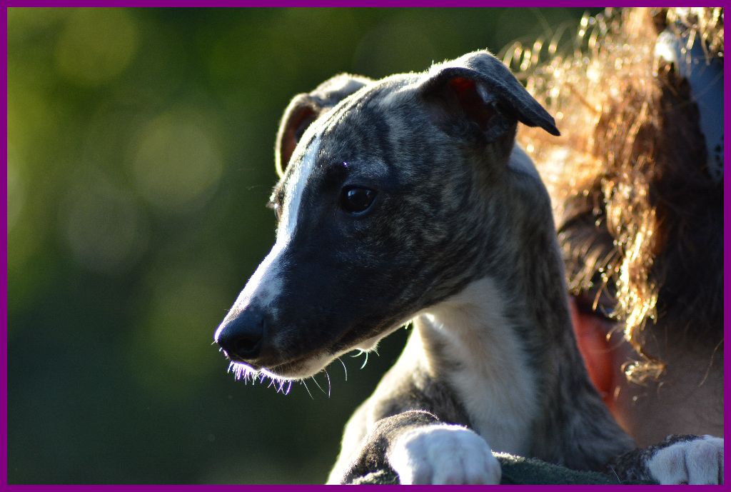 Corinne Lantais - Chiot disponible  - Whippet