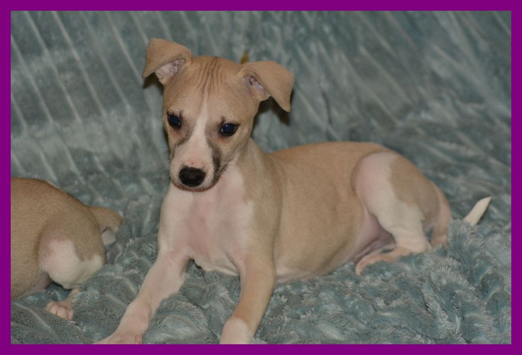 Corinne Lantais - Chiot disponible  - Whippet