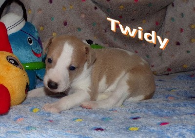 TWIDY