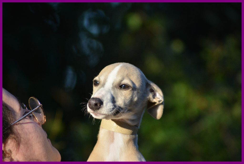 Corinne Lantais - Chiot disponible  - Whippet