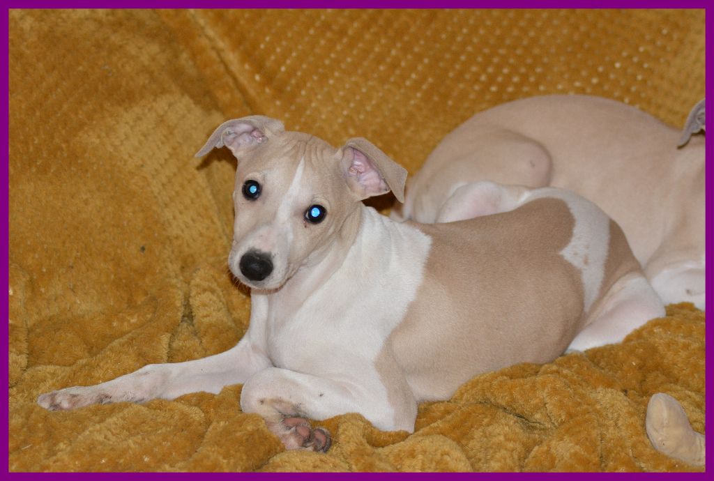 Corinne Lantais - Chiot disponible  - Whippet