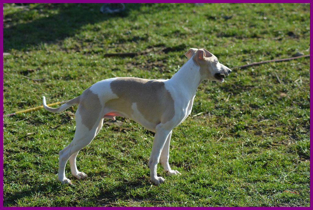 Corinne Lantais - Chiot disponible  - Whippet