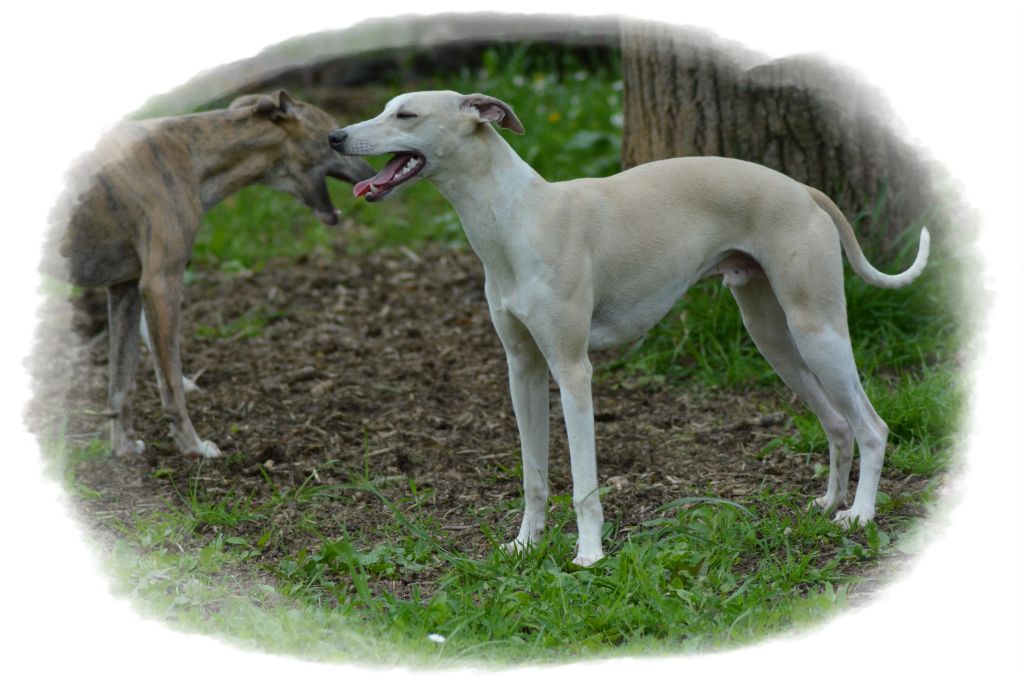 Corinne Lantais - Chiot disponible  - Whippet