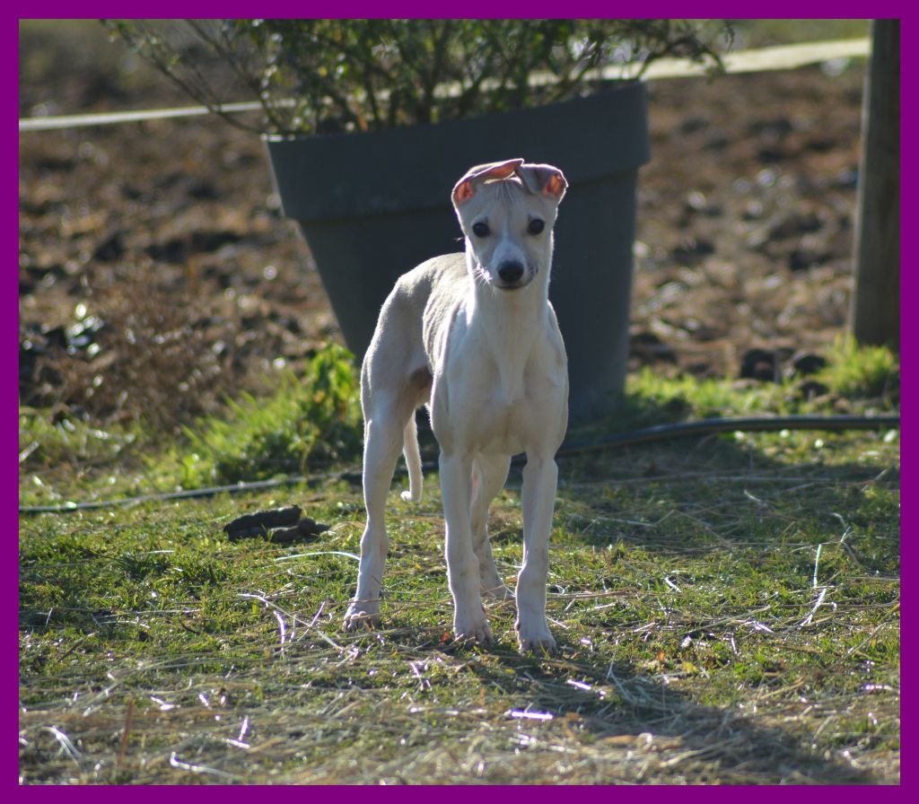 Corinne Lantais - Chiot disponible  - Whippet