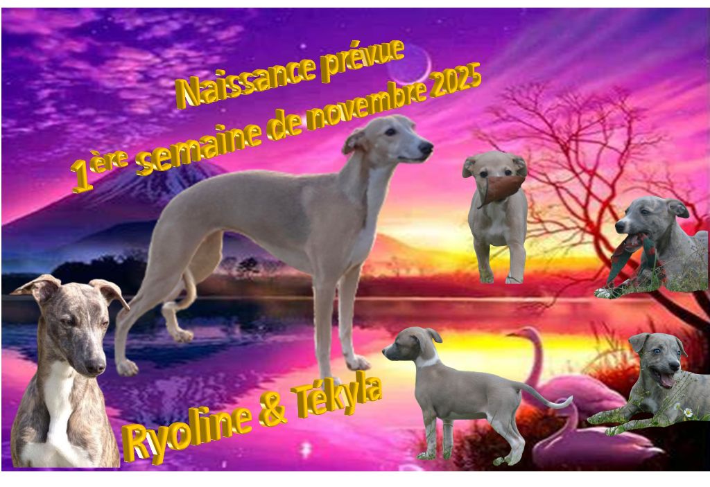 Les prochains bébés de ma Ryoline & Tékyla...