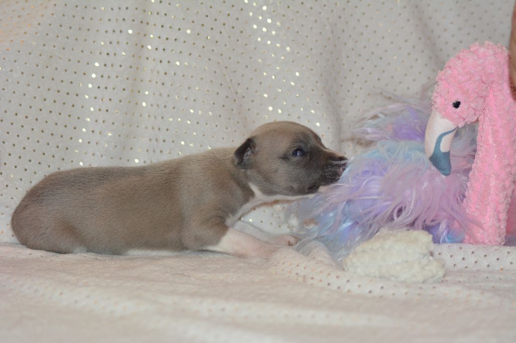 Corinne Lantais - Chiots disponibles - Whippet
