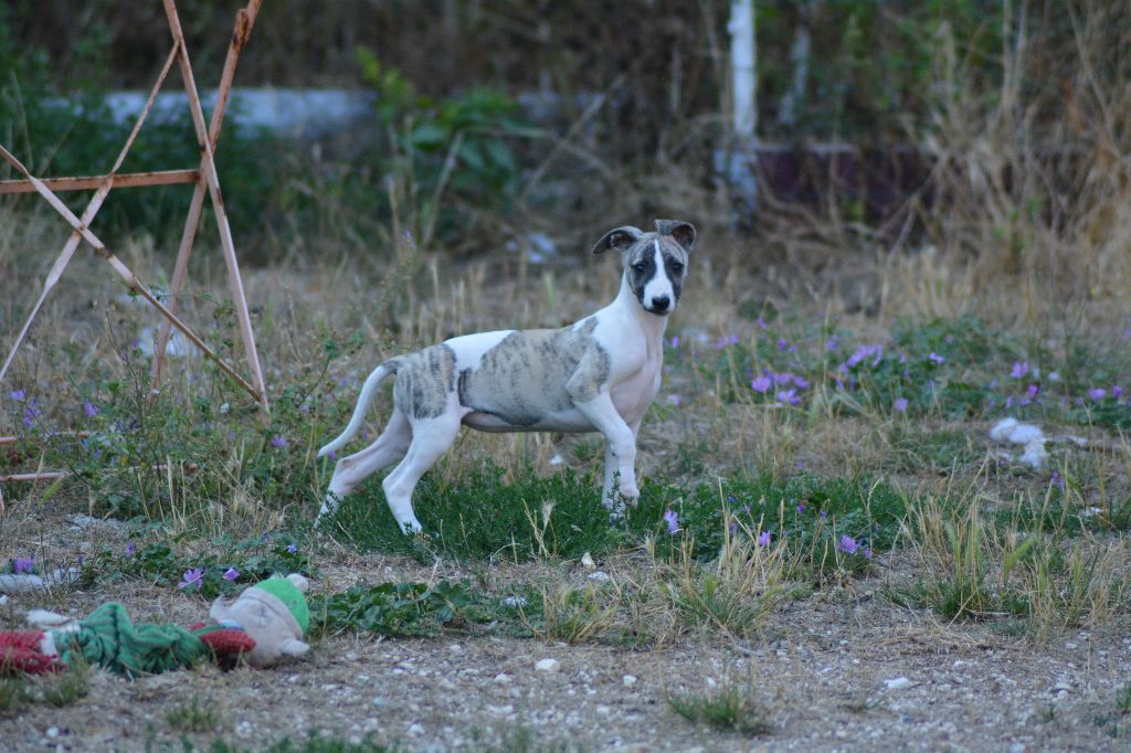 Corinne Lantais - Chiots disponibles - Whippet