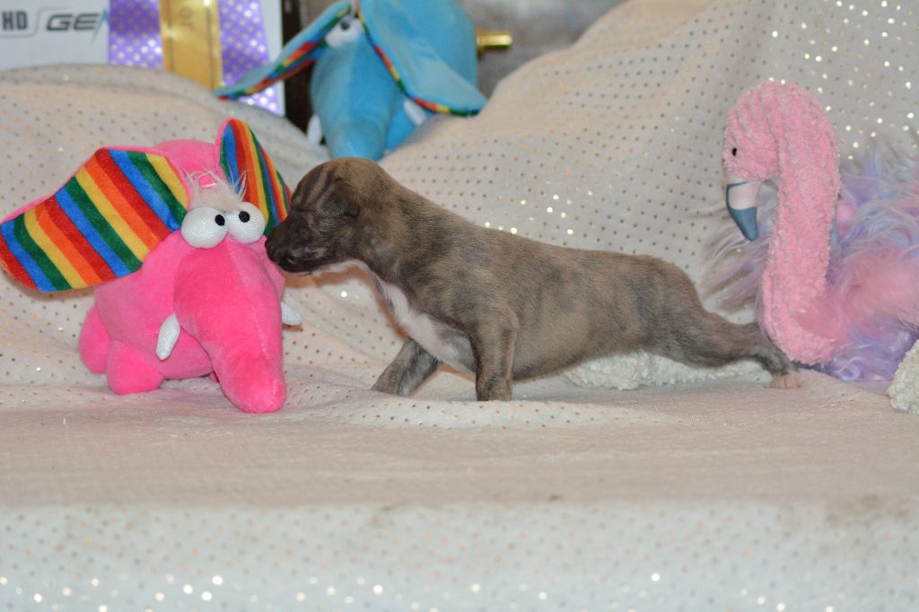 Corinne Lantais - Chiots disponibles - Whippet