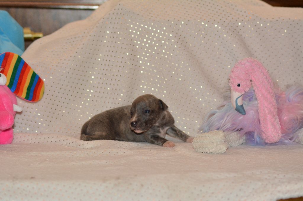 Corinne Lantais - Chiots disponibles - Whippet