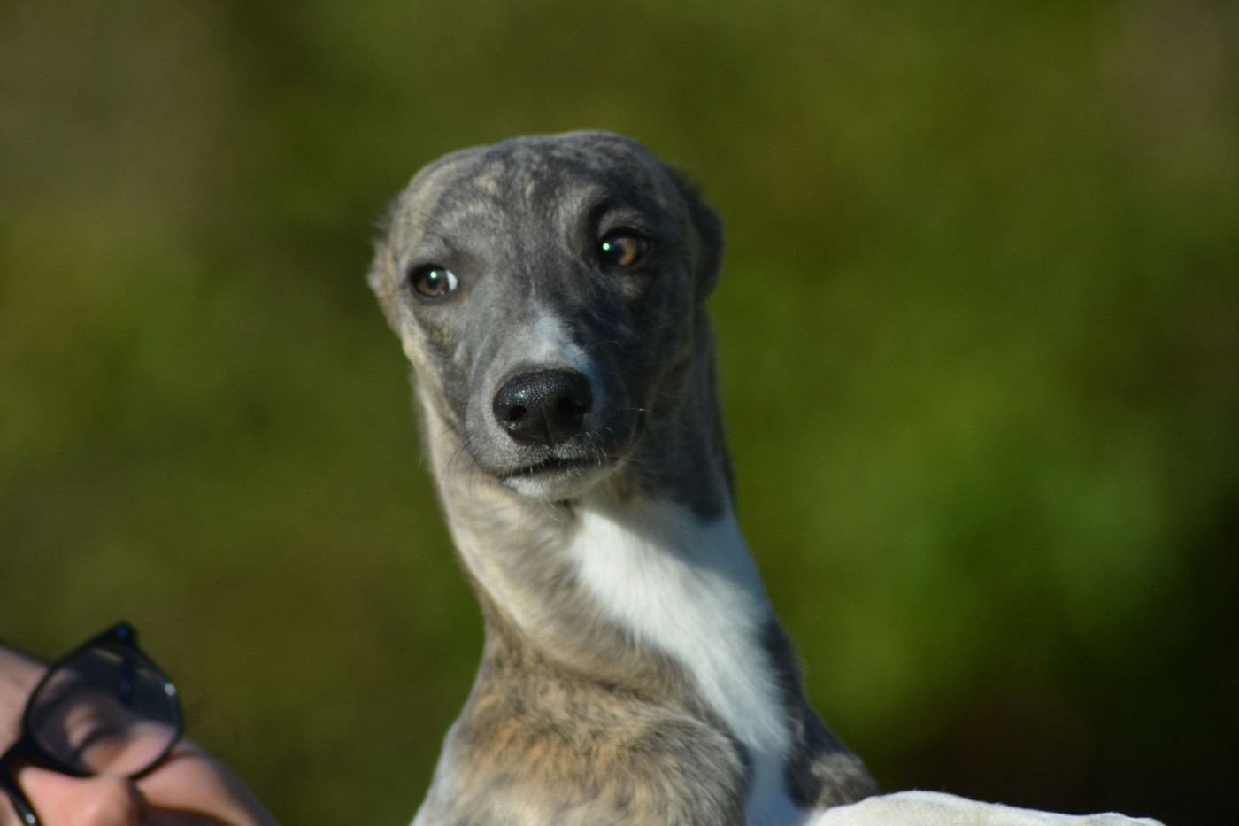 Corinne Lantais - Chiots disponibles - Whippet