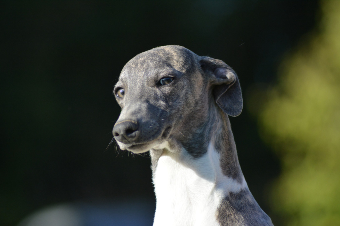 Corinne Lantais - Chiots disponibles - Whippet