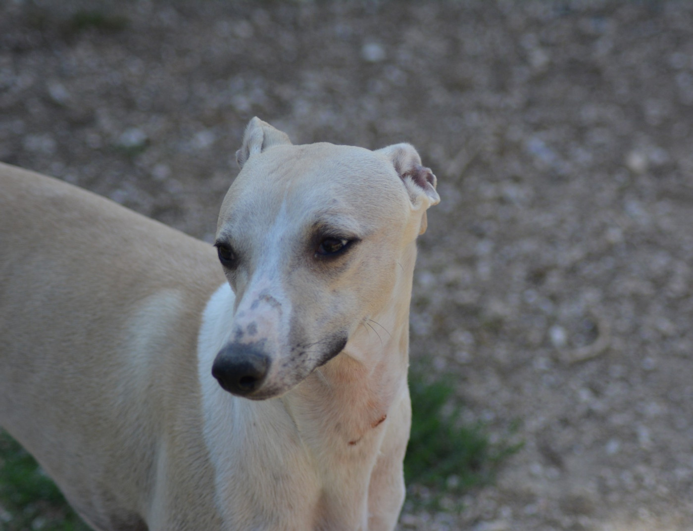 Corinne Lantais - Chiots disponibles - Whippet