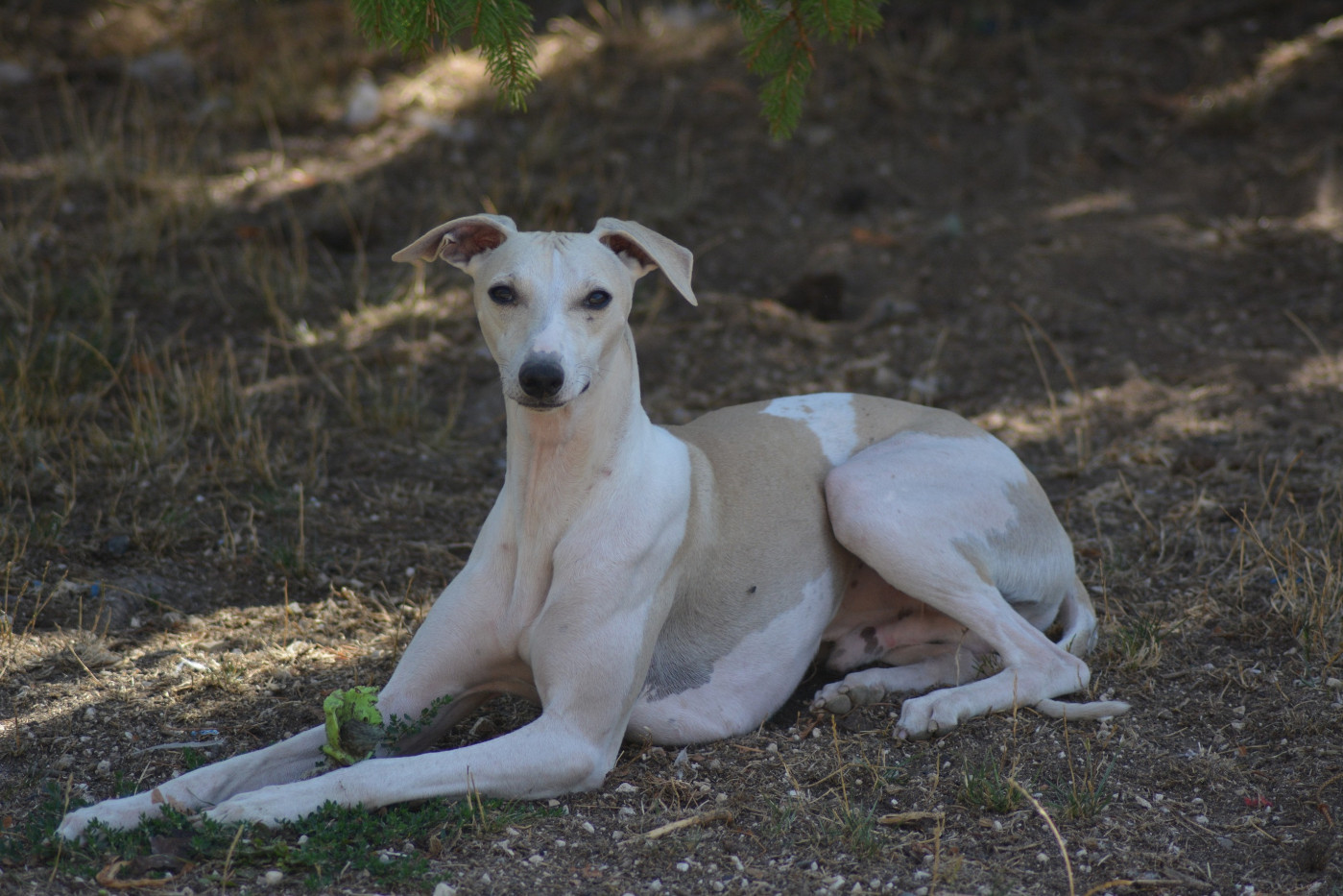 Corinne Lantais - Chiots disponibles - Whippet