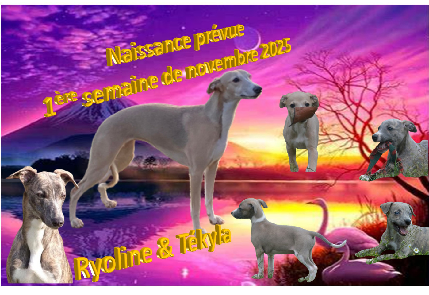 Corinne Lantais - Whippet - Portée née le 11/11/2025