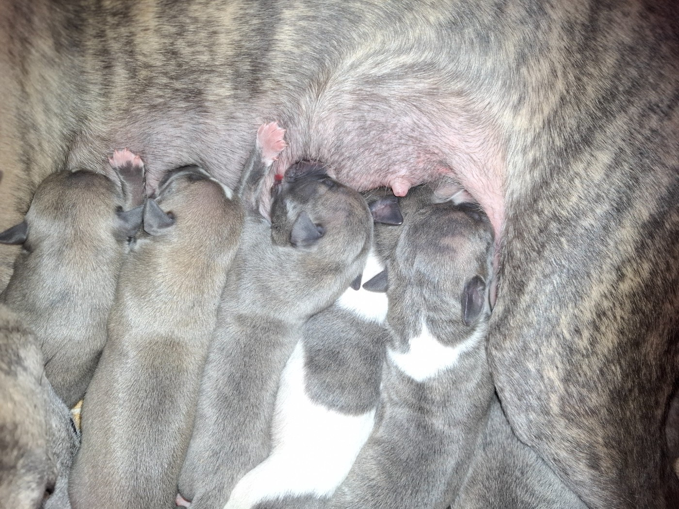 Chiot Whippet Corinne Lantais