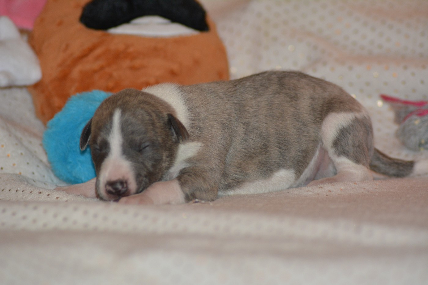 Corinne Lantais - Chiots disponibles - Whippet