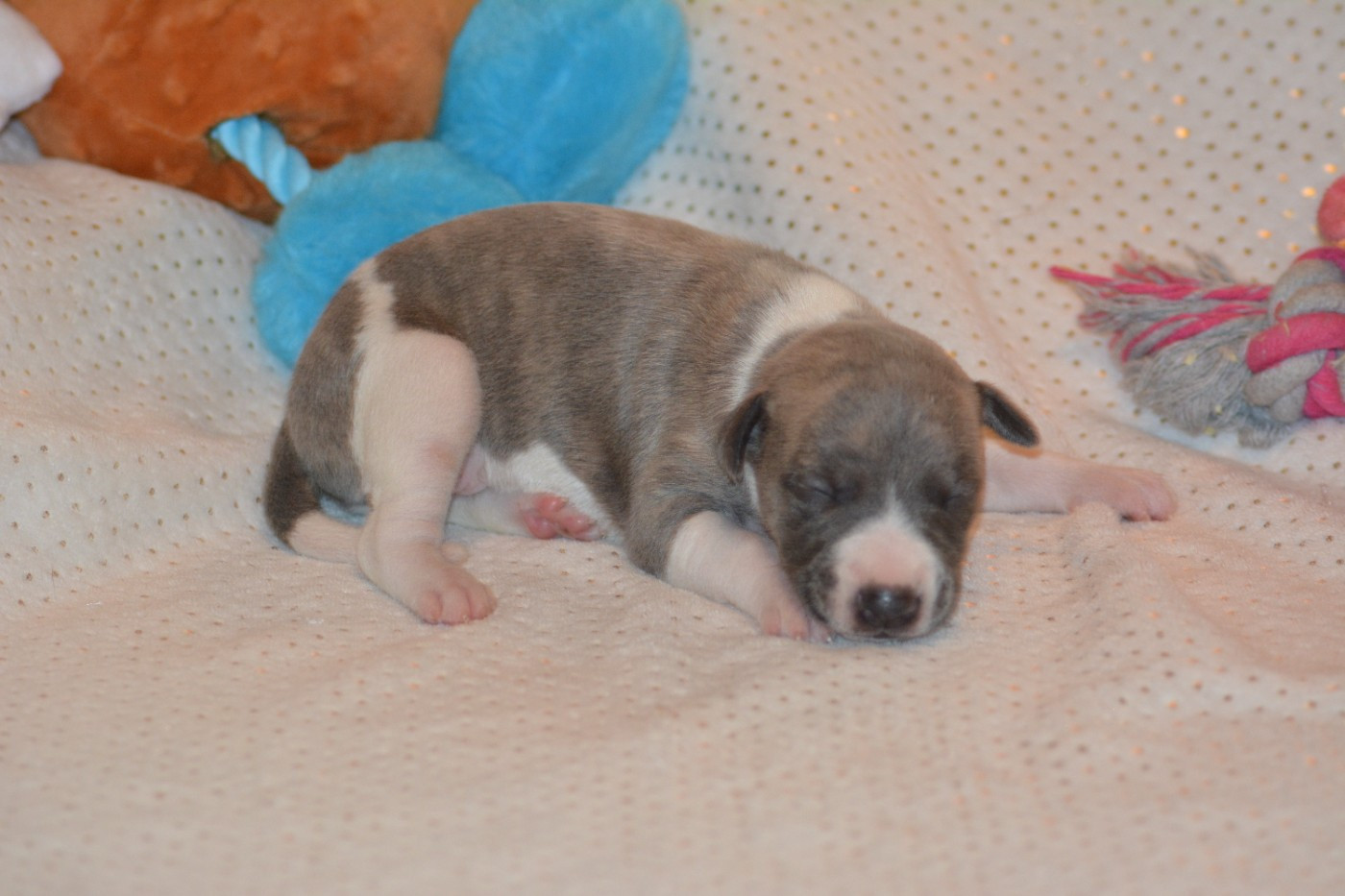 Corinne Lantais - Chiots disponibles - Whippet