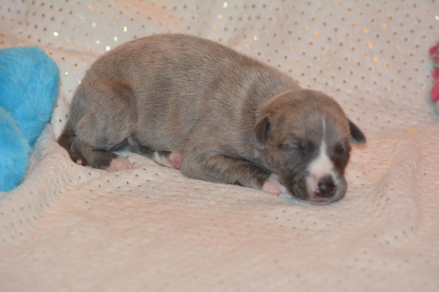 Corinne Lantais - Chiots disponibles - Whippet