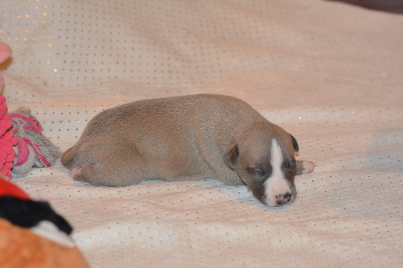 Corinne Lantais - Chiots disponibles - Whippet