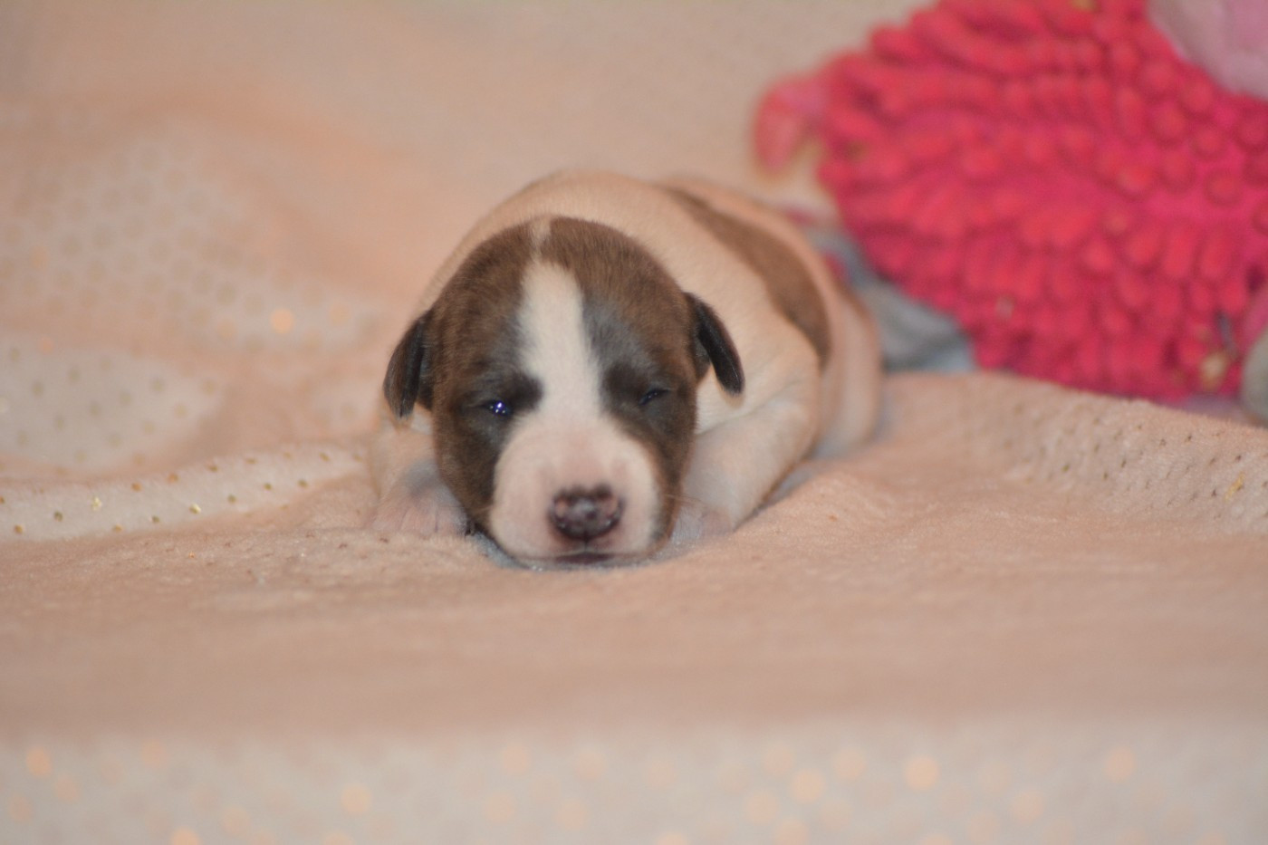 Corinne Lantais - Chiots disponibles - Whippet