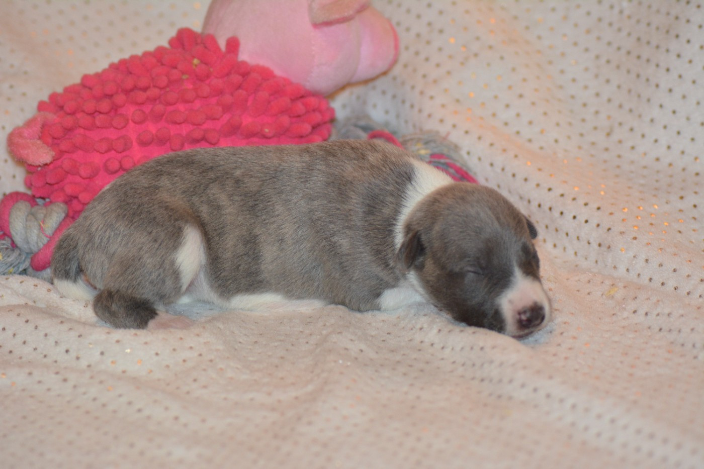 Corinne Lantais - Chiots disponibles - Whippet