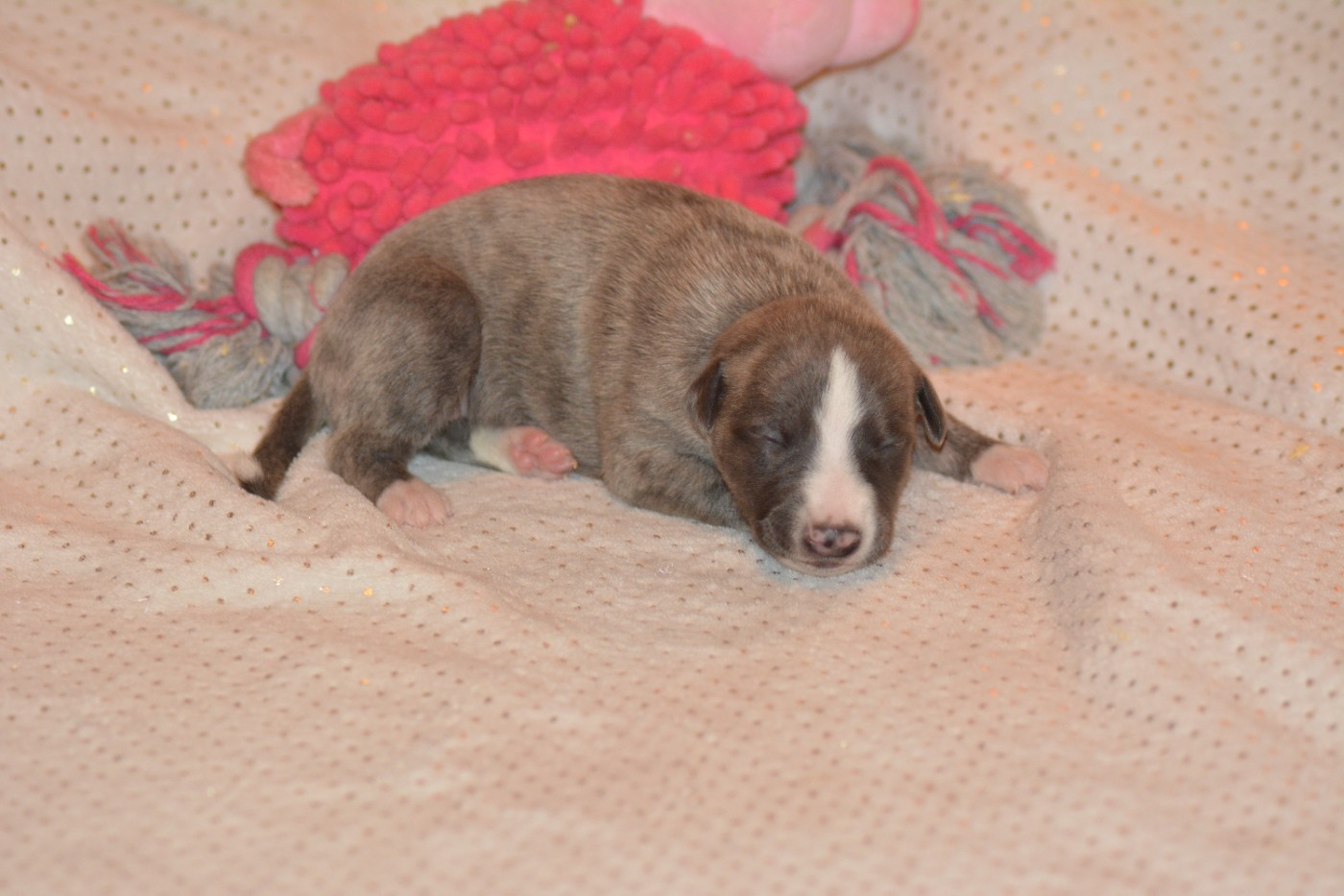 Corinne Lantais - Chiots disponibles - Whippet