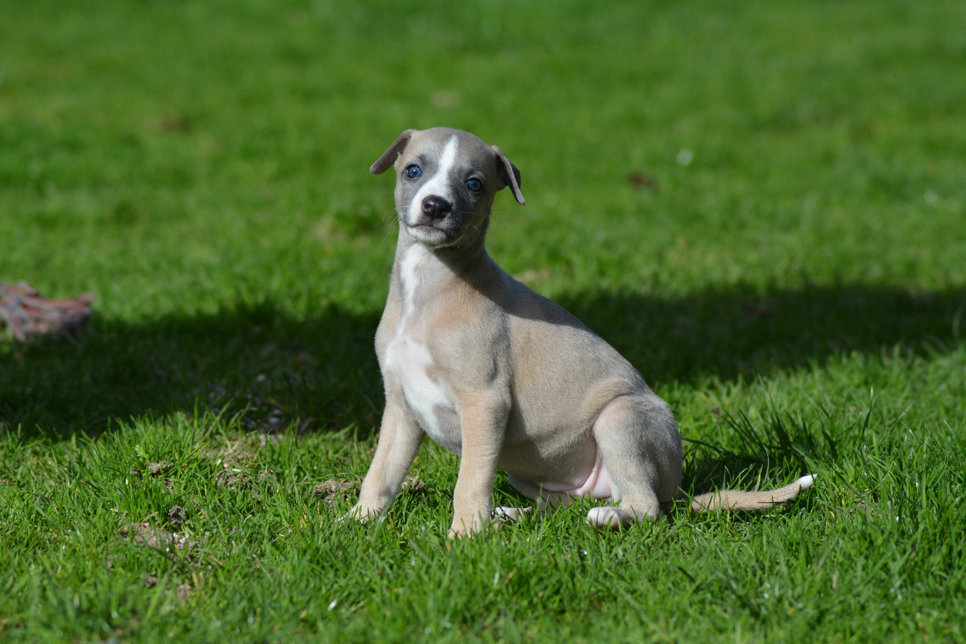 Corinne Lantais - Chiots disponibles - Whippet