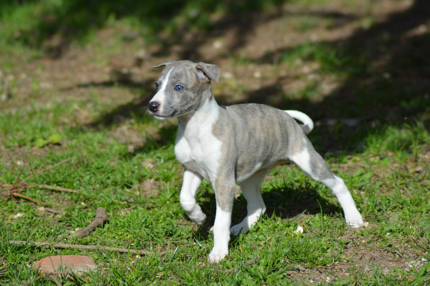 Corinne Lantais - Chiots disponibles - Whippet