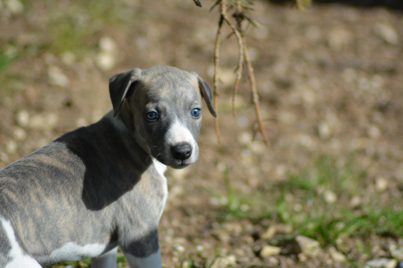 Corinne Lantais - Chiots disponibles - Whippet