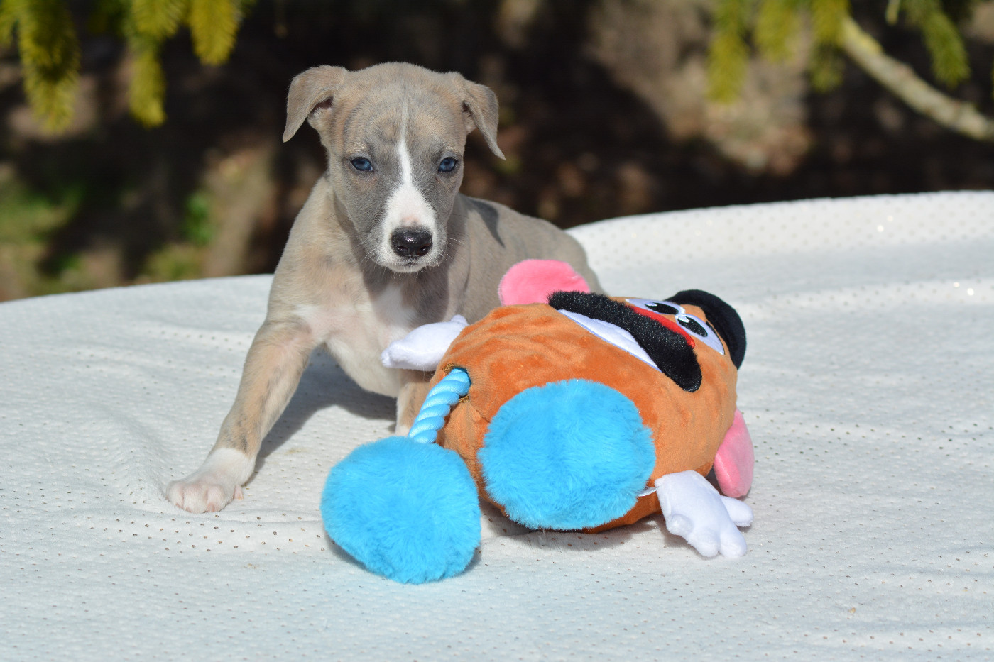 Corinne Lantais - Chiots disponibles - Whippet