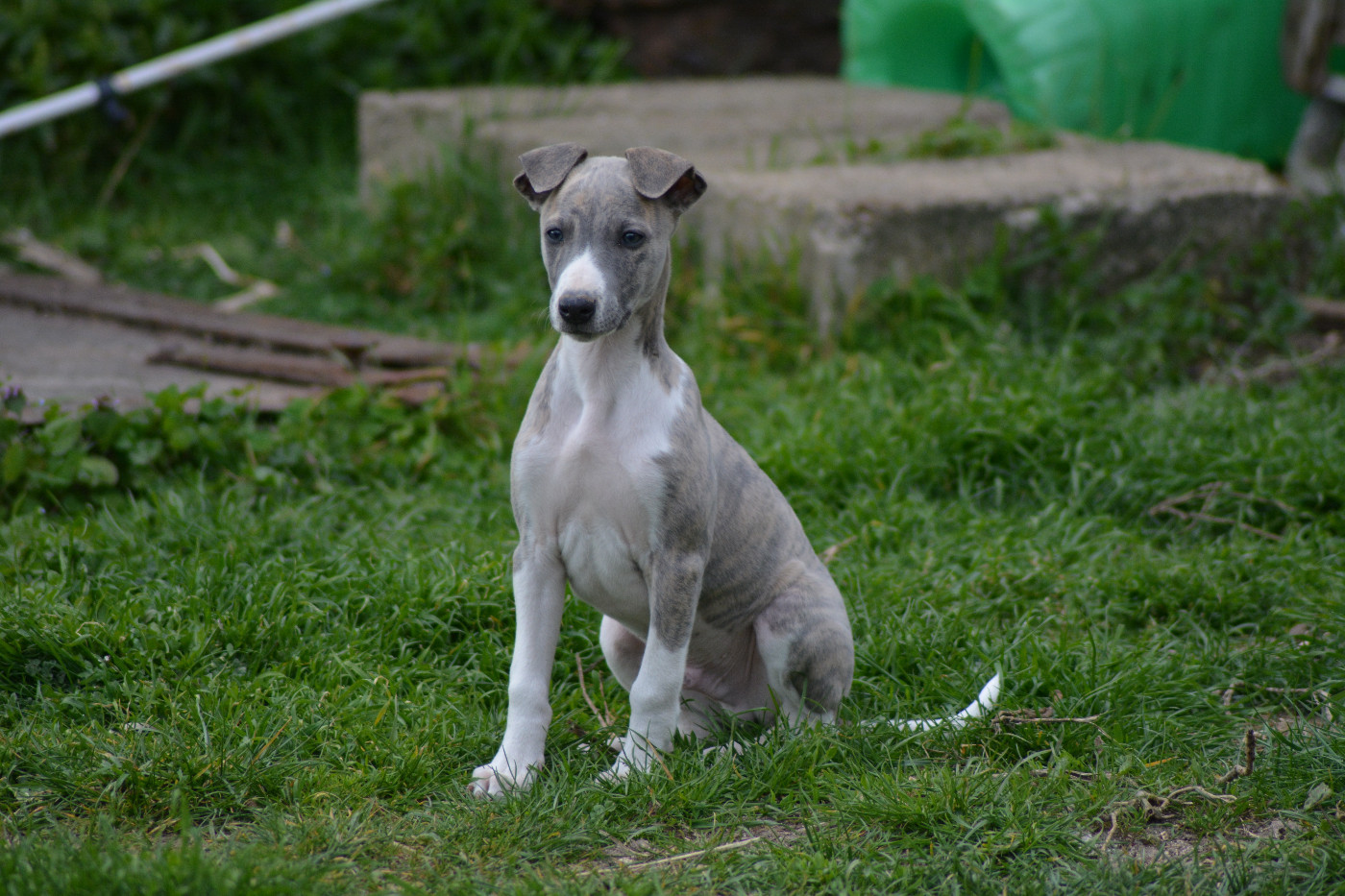 Corinne Lantais - Chiots disponibles - Whippet