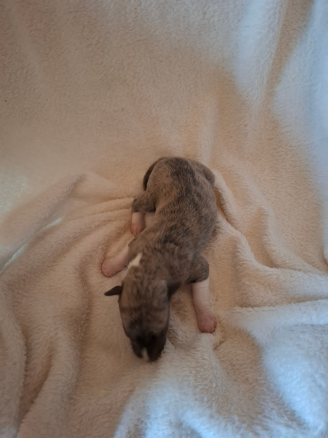 Corinne Lantais - Chiots disponibles - Whippet