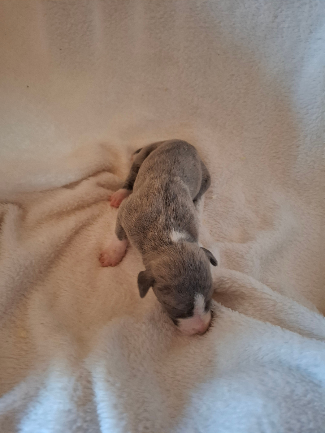 Corinne Lantais - Chiots disponibles - Whippet