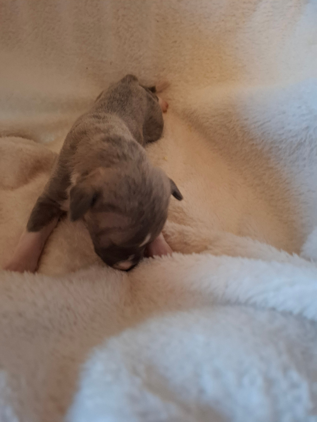 Corinne Lantais - Chiots disponibles - Whippet