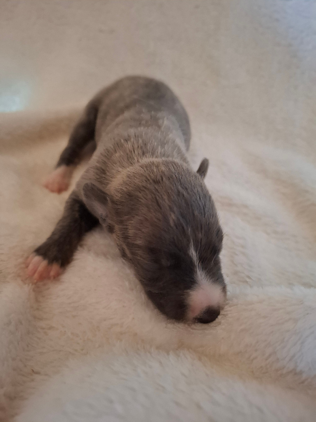 Corinne Lantais - Chiots disponibles - Whippet