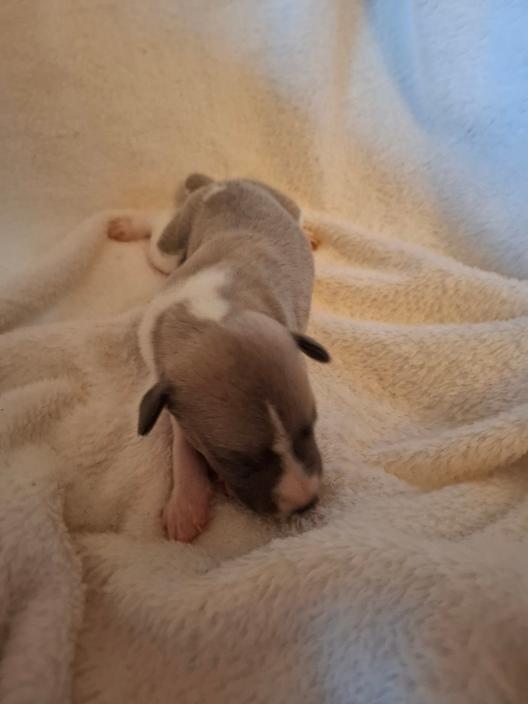 Corinne Lantais - Chiots disponibles - Whippet