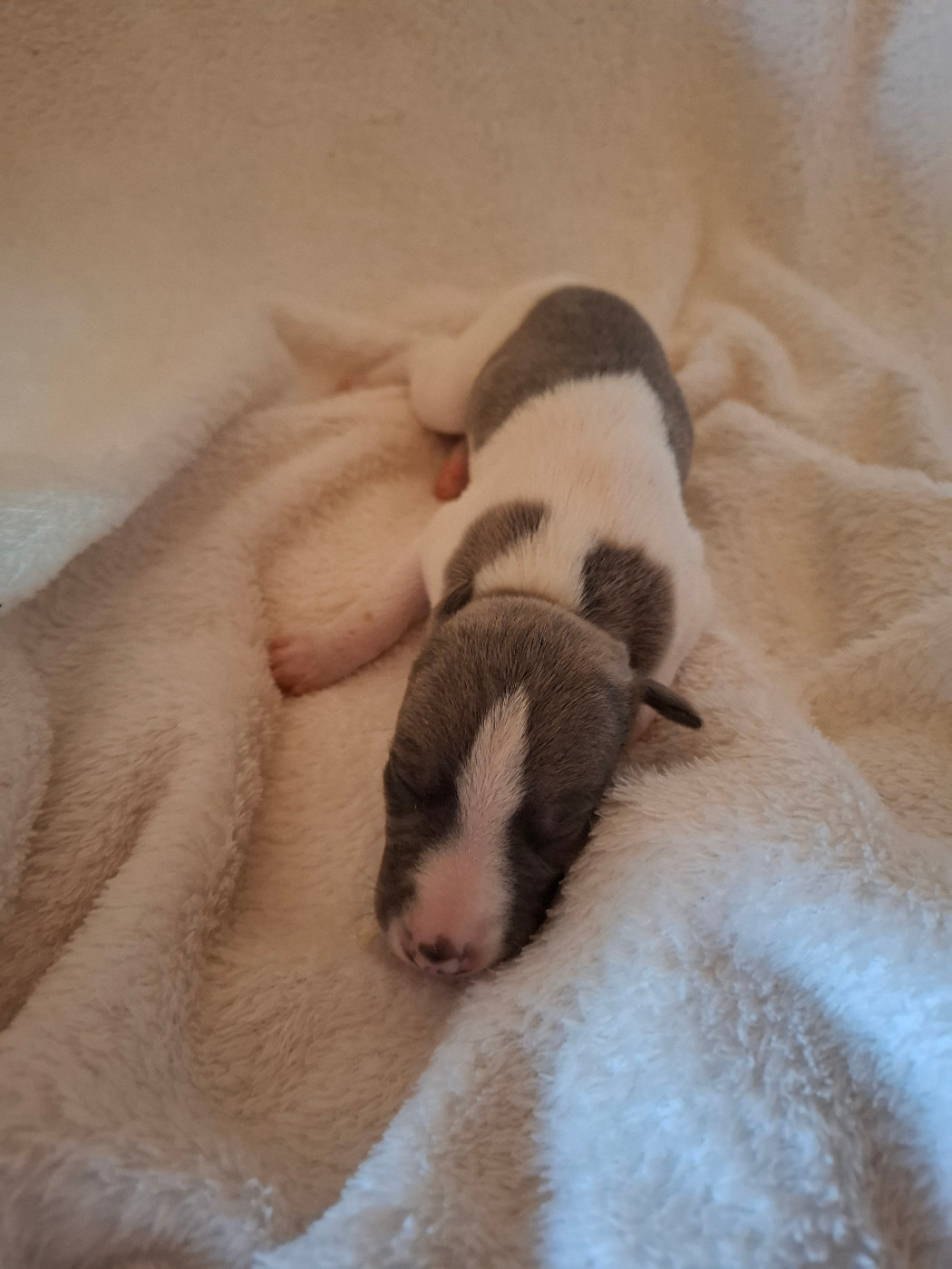 Corinne Lantais - Chiots disponibles - Whippet