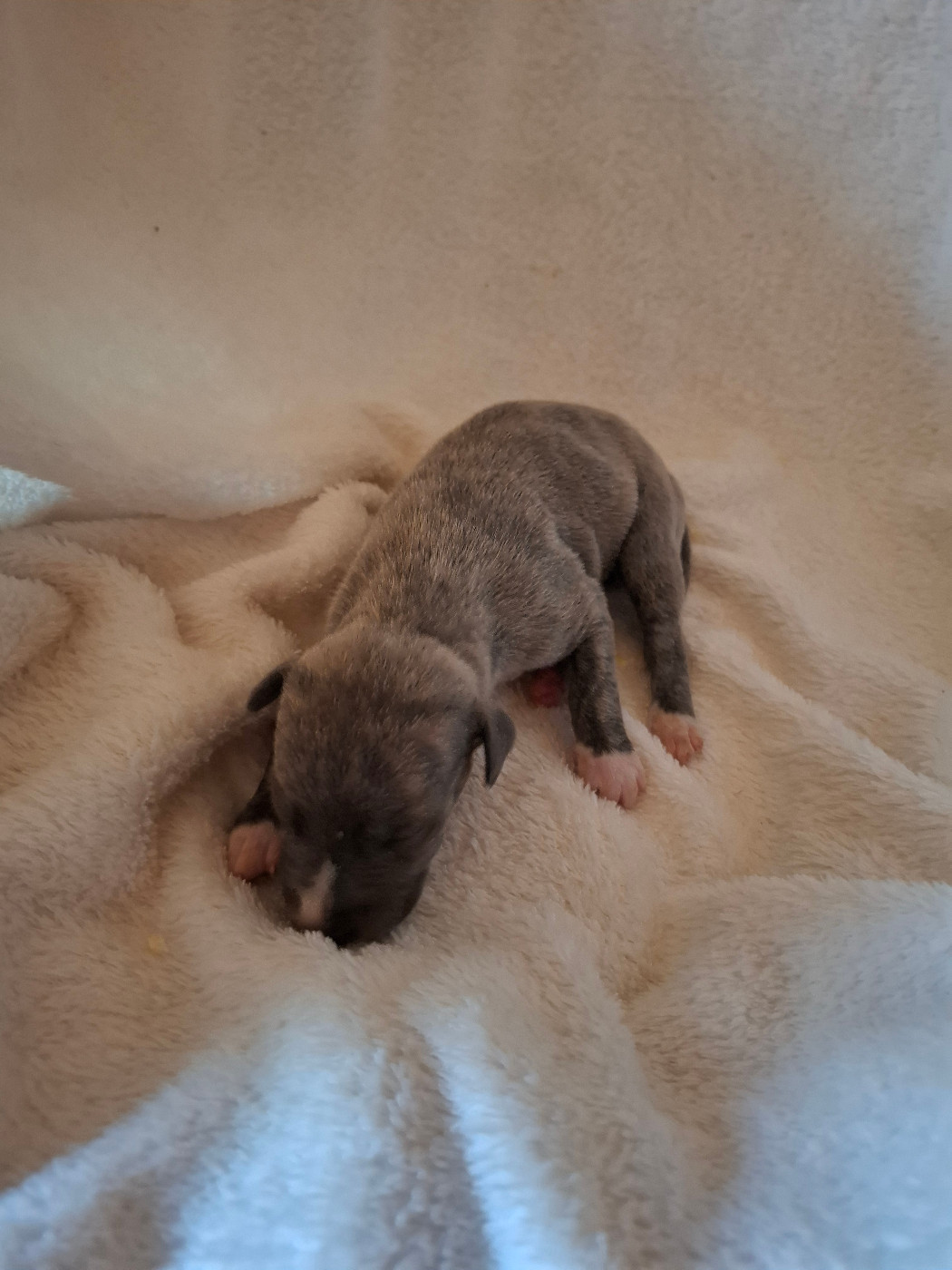 Corinne Lantais - Chiots disponibles - Whippet