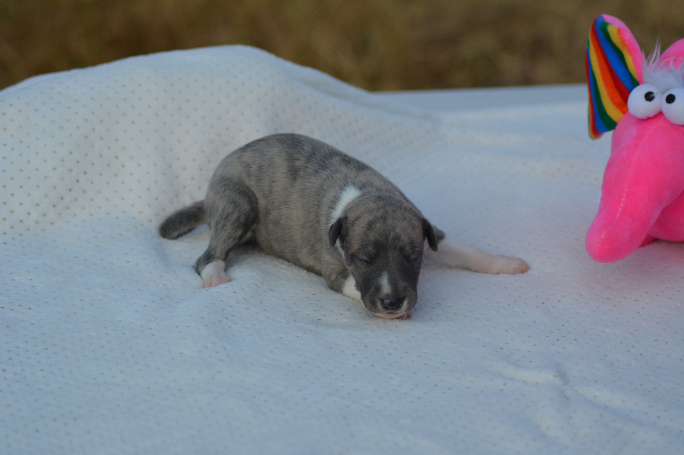 Corinne Lantais - Chiots disponibles - Whippet