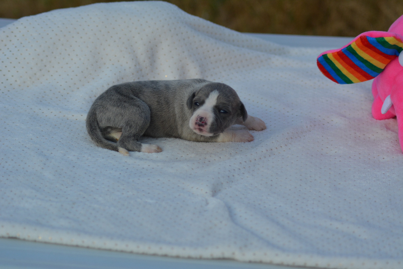 Corinne Lantais - Chiots disponibles - Whippet