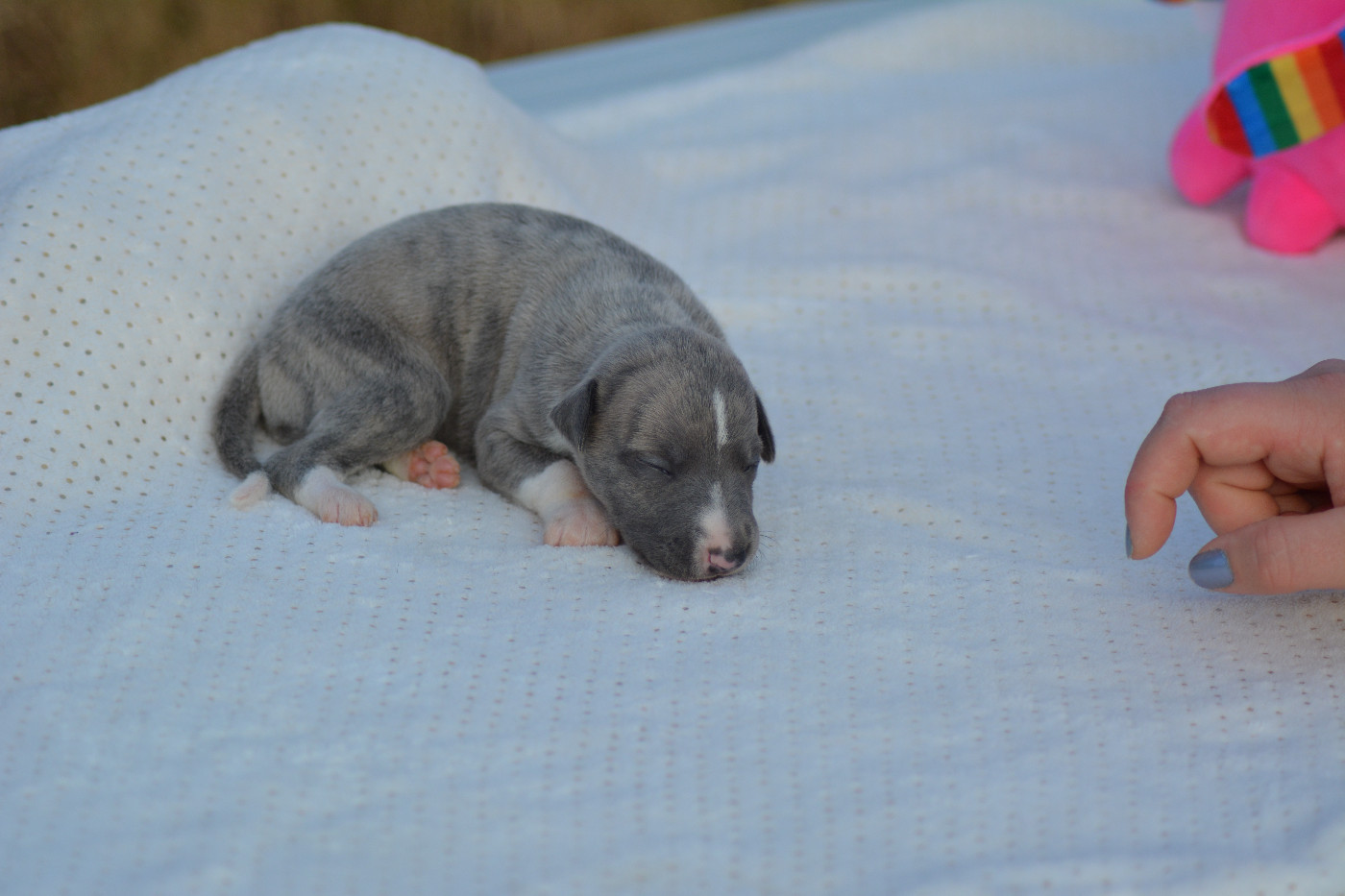 Corinne Lantais - Chiots disponibles - Whippet